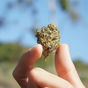 hand holding hemp nug