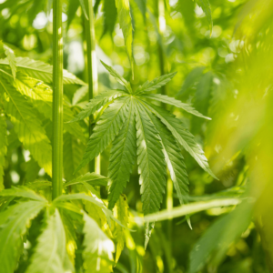 light green hemp leaves on a hemp plant