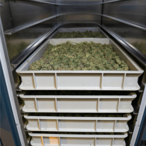 cannabis buds drying on a rack