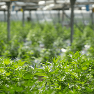 hemp plants in a greenhouse 