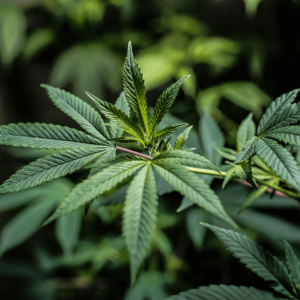 leaves on a cannabis plant