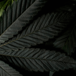 dark green cannabis leaf