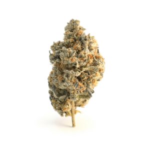 cannabis bud against a white background