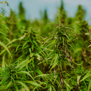 hemp plants growing in a field 