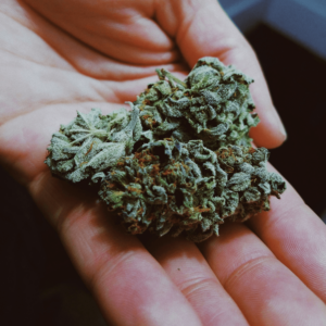 hand holding a large hemp nug