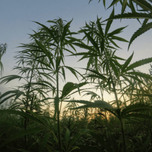 hemp plants in a field