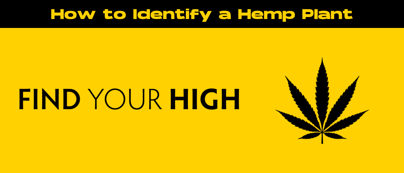 black and yellow banner image for how to identify hemp plant blog