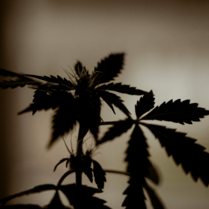 cannabis leaves silhouette