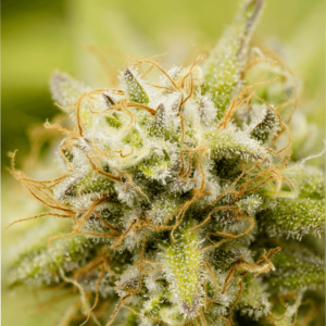 trichomes on a hemp plant