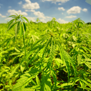 hemp plants outside against cloudy sky