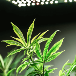 a cannabis plant growing indoors