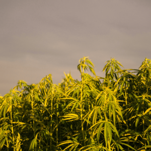 a bright green wild hemp plant