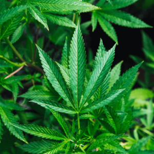 hemp plants in a sunny field