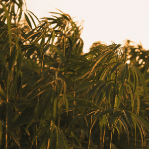 hemp plants at golden hour