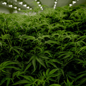 cannabis plants in a greenhouse