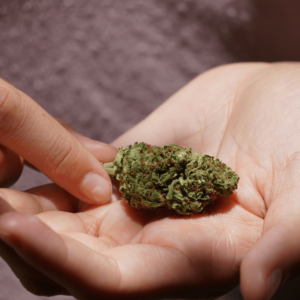 large cannabis nug in palm of hand