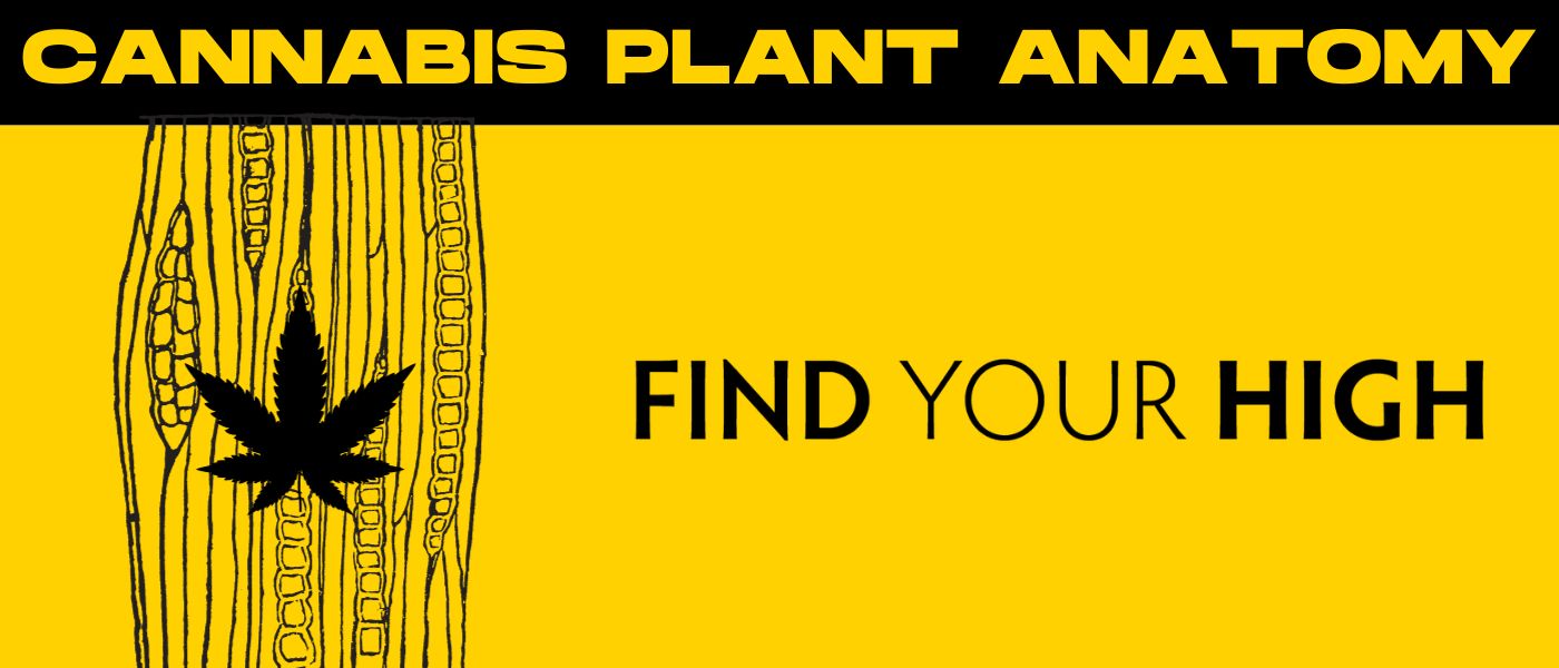 black and yellow banner image for cannabis plant anatomy blog