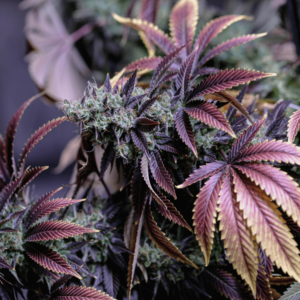 purple flowering cannabis plant