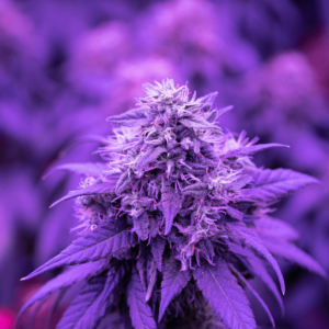 cannabis plant under purple lights