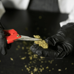 person trimming cannabis nug with scissors