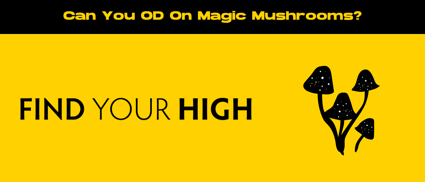 black and yellow banner image for can you od on magic mushrooms blog