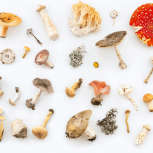 assortment of mushrooms against white background