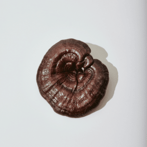 brown reishi mushroom against white background