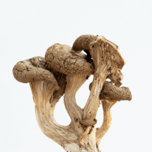 dried mushrooms against white background