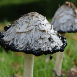 blue and black magic mushrooms