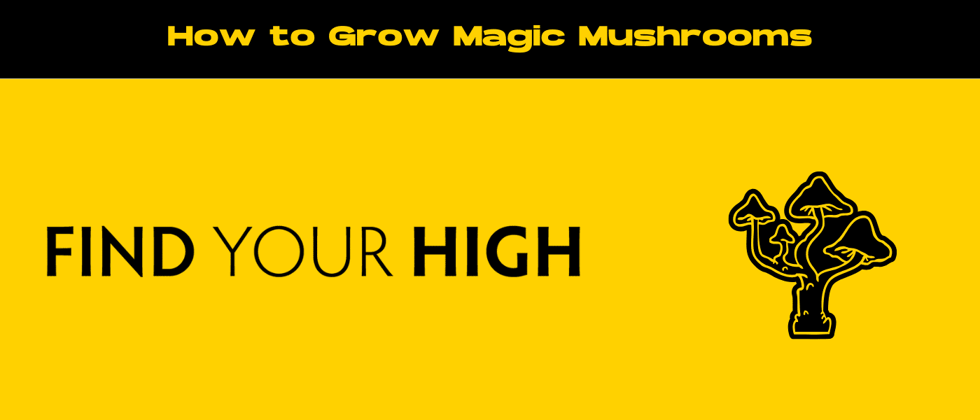 how to grow magic mushrooms