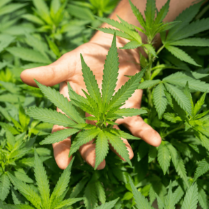 hand in a hemp plant