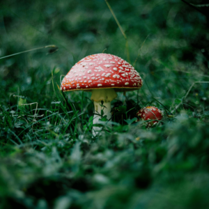 red cap mushroom in a field