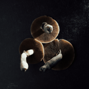 underside of mushrooms against black background