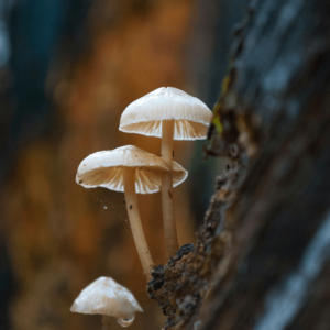 white mushrooms growing on a tree