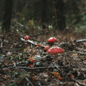 magic mushrooms growing on forest floor