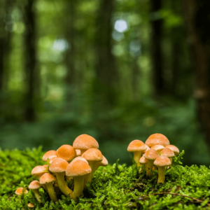 mushrooms growing from moss