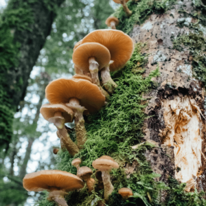 mushrooms growing on tree trunk