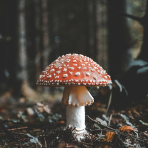 mushroom with red cap and white dots