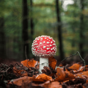 red mushroom growing in a forest