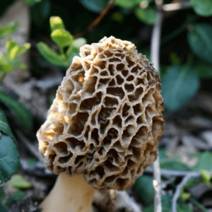 porous mushroom