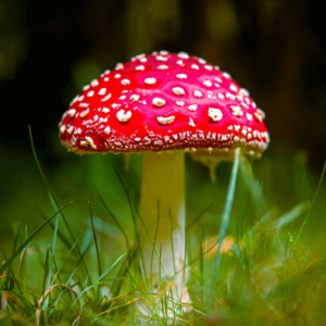 single mushroom with red cap