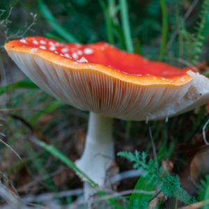 underside of red mushrooms