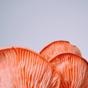 underside of reddish pink mushrooms