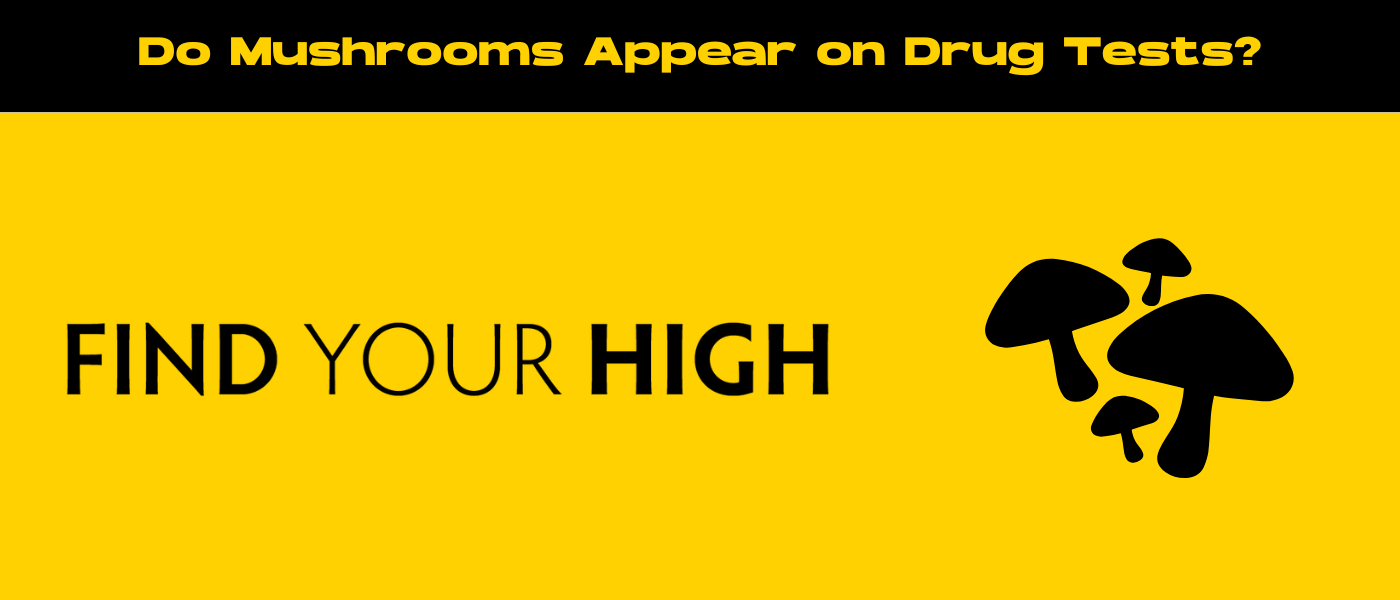 black and yellow banner image for do mushrooms show up on drug test blog