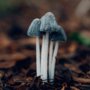 small mushrooms with blue cap