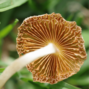 underside of a mushroom