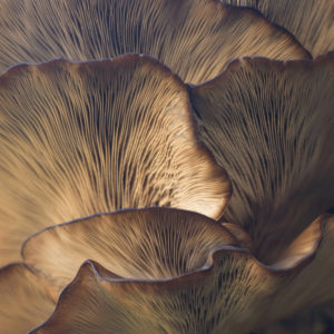 underside of mushrooms