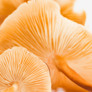 underside of yellow magic mushrooms