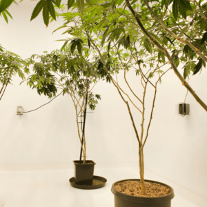 small cannabis plant trees