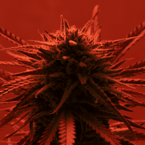 cannabis plant in red room